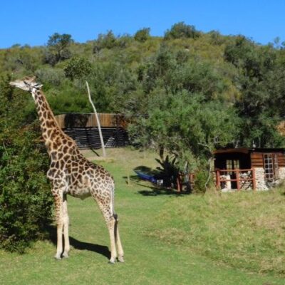 Giraffe View Safari Camp